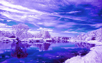 WINTER LAKE, winter, trees, lake, snow HD wallpaper