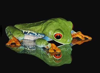Animals, Muzzle, Shadow, Frog HD wallpaper