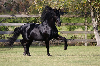 TRIUNFADOR XXIV, spanish, andalusian, horses, black, bob langrish HD wallpaper