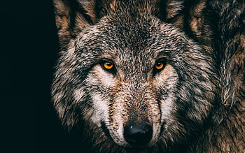 Gray Wolf, Gray wolf wald, Raubtiere, Wilde tiere HD wallpaper