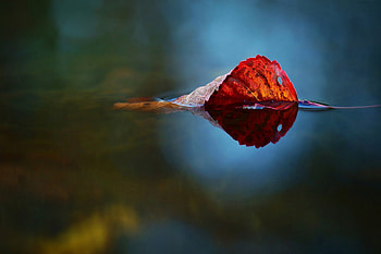 Leaf, Water, Reflection, Nature, Autumn HD wallpaper