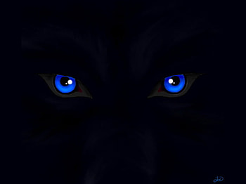 Blue eyes of the wolf, blue, eyes, black, wolf HD wallpaper