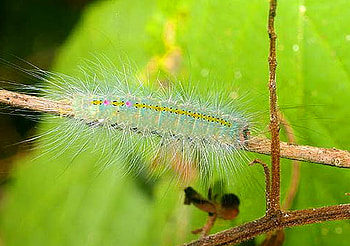 Before the wings, caterpillar, leaves, butterfly, green, eating HD wallpaper
