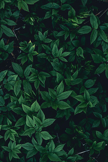 Leaves, Bush, Dark HD phone wallpaper