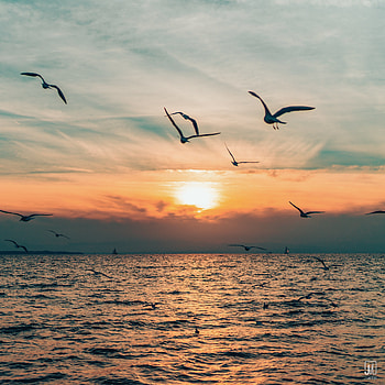 Nature, Sky, Sea, Sun, Horizon, Bird HD phone wallpaper