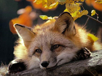 Animals, Fox HD wallpaper