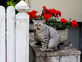 don't touch my flowers, touch, garden, cat, flowers, flower pot HD wallpaper