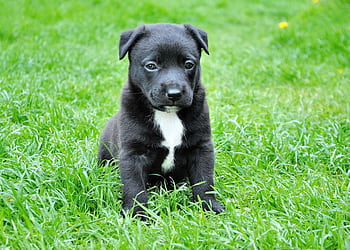 Cute black puppy with a white spot sits on vibrant green grass, showcasing its innocent and curious demeanor. HD wallpaper