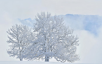 Winter, snowy, snow, nature, winter time, tree HD wallpaper