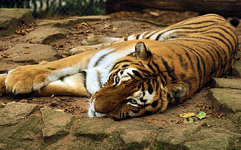 Animals, To Lie Down, Lie, Muzzle, Predator, Tiger HD wallpaper