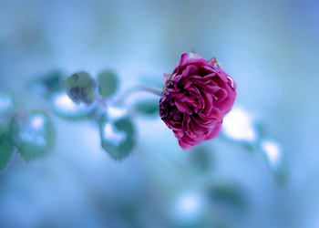 Rose, soft, nature, flower HD wallpaper