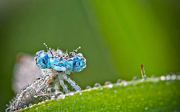 Dragonfly , Animal HD wallpaper