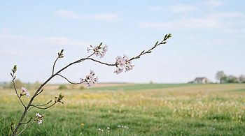 Spring Blossom Minimalism —, Branch HD wallpaper