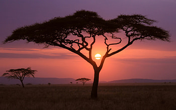 Savanna, National Geographic HD wallpaper