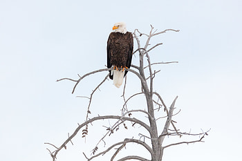 Animals, Feather, Beak, Branch, Eagle HD wallpaper