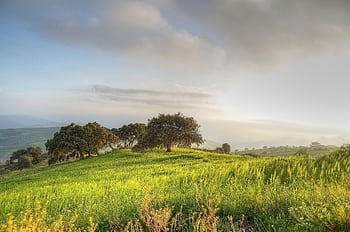 Beautiful rural landscape with trees and green grass under a cloudy sky. HD wallpaper