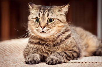 Animals, Cat, Striped, Sight, Opinion, Surprise, Astonishment HD wallpaper