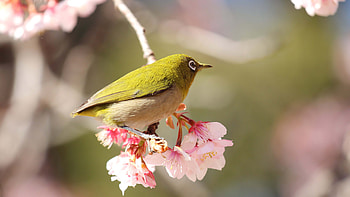 Green Japanese White-Eye Bird Is Standing On Pink Blossom Flowers Tree Branch In Blur Bokeh Background Birds HD wallpaper