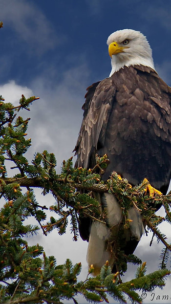 Eagle, Predator, Eagle Bird HD phone wallpaper