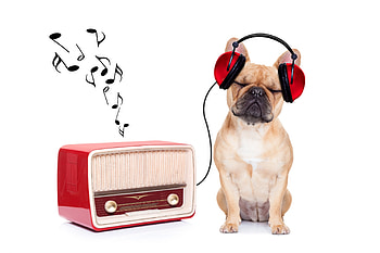 Listen to music, dog, animal, heads, cute, puppy, music, radio, red, funny, caine HD wallpaper