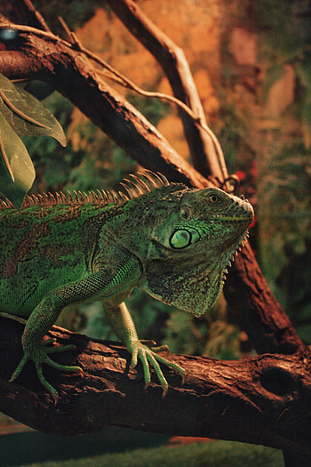 Animals, Animal, Reptile, Scale, Scales, Iguana HD phone wallpaper