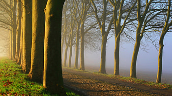 *** Autumn mist ***, mist, autumn, nature, forest HD wallpaper