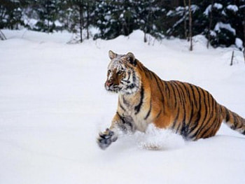 hunting tiger, snow hunting tiger HD wallpaper