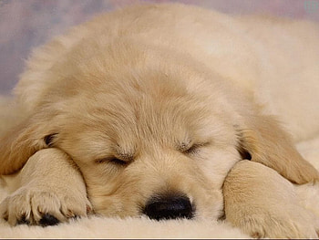 ALL POOPED OUT , cute, loveable, pup HD wallpaper