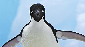 Graceful penguin, Arctic beauty, Majestic wildlife, Icy wonders HD wallpaper