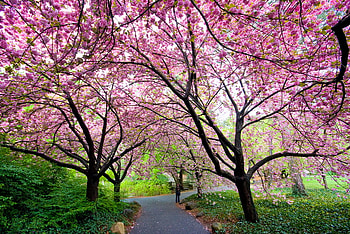 Blooming pinks, pink, green, trees, flowers, grass, blooms, walkway HD wallpaper