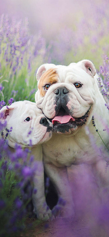 Mother and baby, Bulldog HD phone wallpaper