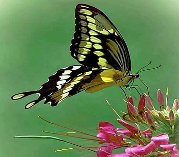 Wings of beauty, black, butterfly, lowers, yellow HD wallpaper