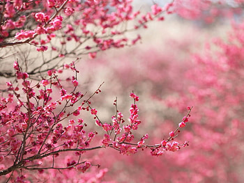 Sakura, Flowers, Branc, Spring, Tree HD wallpaper