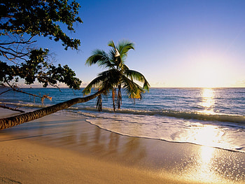 Paradise, palm tree, Summer, Sunset, Sea, Beach, Fantastic HD wallpaper