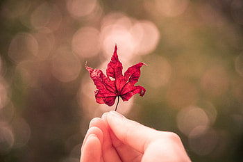 Macro, Glare, Hand, Sheet, Leaf, Maple HD wallpaper