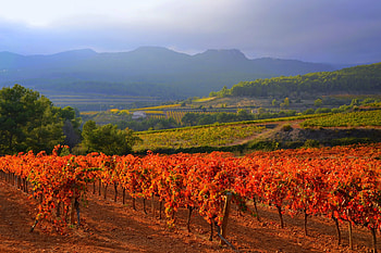 Panoramic Autumn Vineyard, Fields, Fall Season, Nature, Vineyards, Landscapes, Autumn HD wallpaper