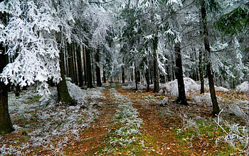 snow in autumn, winter, graphy, snow, trees, nature, forest HD wallpaper