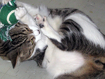 Scruffy playing hard, animal, cat, playing, ball HD wallpaper