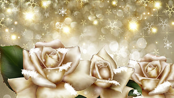 Champagne Winter Roses, winter, snowflakes, roses, glow, flowers, stars HD wallpaper