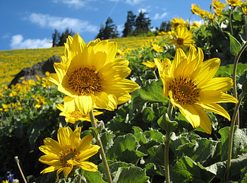 Flowers, Sunflowers, Summer, Greens, Field, Sunny HD wallpaper