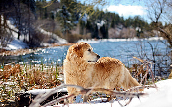 Animals, Rivers, Dog, Stroll, Look Around, Look Back HD wallpaper