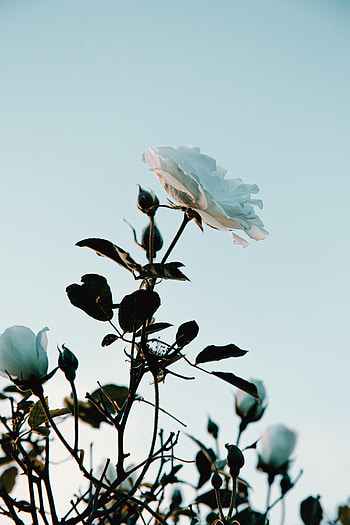 Flowers, Bush, Flower, Plant, Rose Flower, Rose HD phone wallpaper