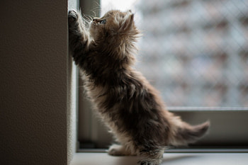 Cute Kitten, kitten, sweet, kitty, cats, cute, beautiful, playing, animals, adorable, friends HD wallpaper
