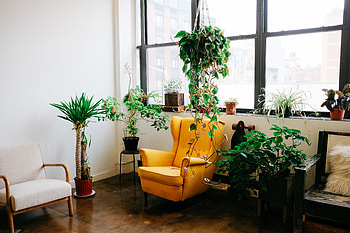 Flowers, Interior, Miscellanea, Miscellaneous, Window, Room, Armchair, Furniture HD wallpaper