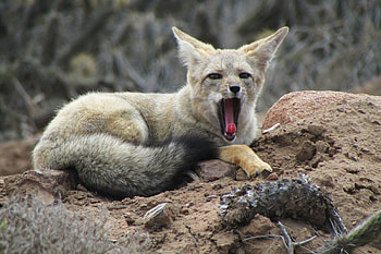 Yawning Screech Fox from Chile, fox, yawn, chile, animals HD wallpaper