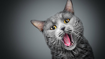 Gray cat, Meowing feline, Ultra , Beautiful pet HD wallpaper