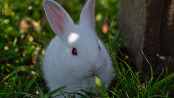 White rabbit , U , bunny background, High-quality visuals HD wallpaper