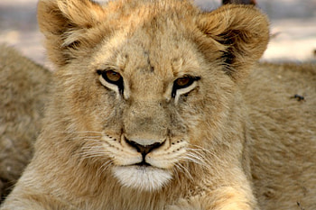 PRINCE CHARMING, animal, cub, cublittle, lion, wild, predator HD wallpaper