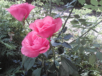 Roses, summer, pink, flowers HD wallpaper