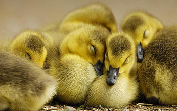 Cute duck , Adorable characters, Computer backgrounds, Delightful HD wallpaper